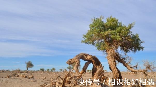 醉赠刘二十八使君|刘禹锡一首千古绝句让白居易甘拜下风