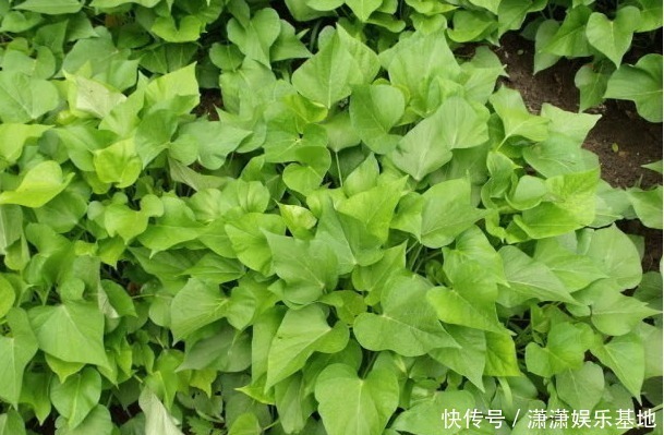 胡萝卜缨|8种“高钙”蔬菜,菠菜不算啥,第一名钙是牛奶3倍,见到别错过!