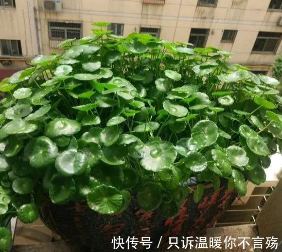 养花技巧铜钱草养在这，7天就爆盆，叶子长成巴掌大！