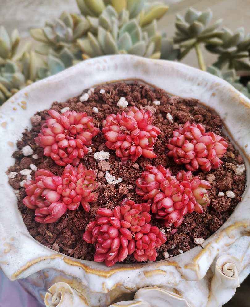 多肉多晒晒，越晒越红火，颜色鲜艳如宝石