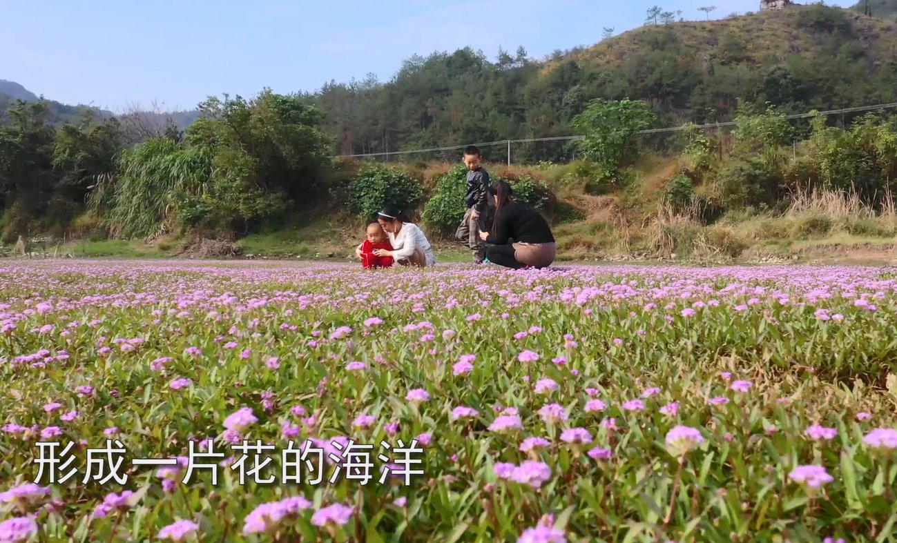 蓼子花|美！秋日紫色花海 碧绿草滩