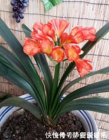 怎样养粗君子兰的基座做好4点,形似元宝,开花不愁