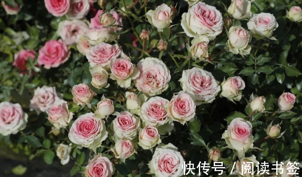 威基伍德|太热了,“粉龙”不开花,用这几个月季品种来弥补遗憾,真心不错
