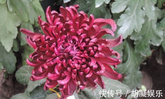 此款菊花，花开如“李逵醉酒”，堪称“珍稀名菊”，高雅妖娆！