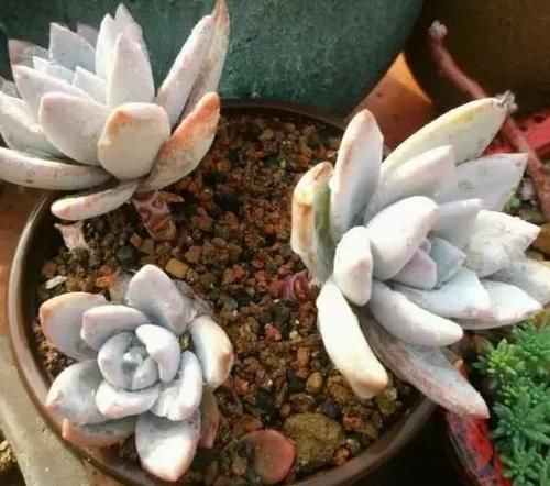 新手养无根多肉发根难!学会这2招,7到10天就生根