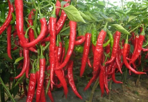 皮肤瘙痒|43岁大姐皮肤过敏，确诊甲状腺癌，医生：身体1处发痒，趁早检查