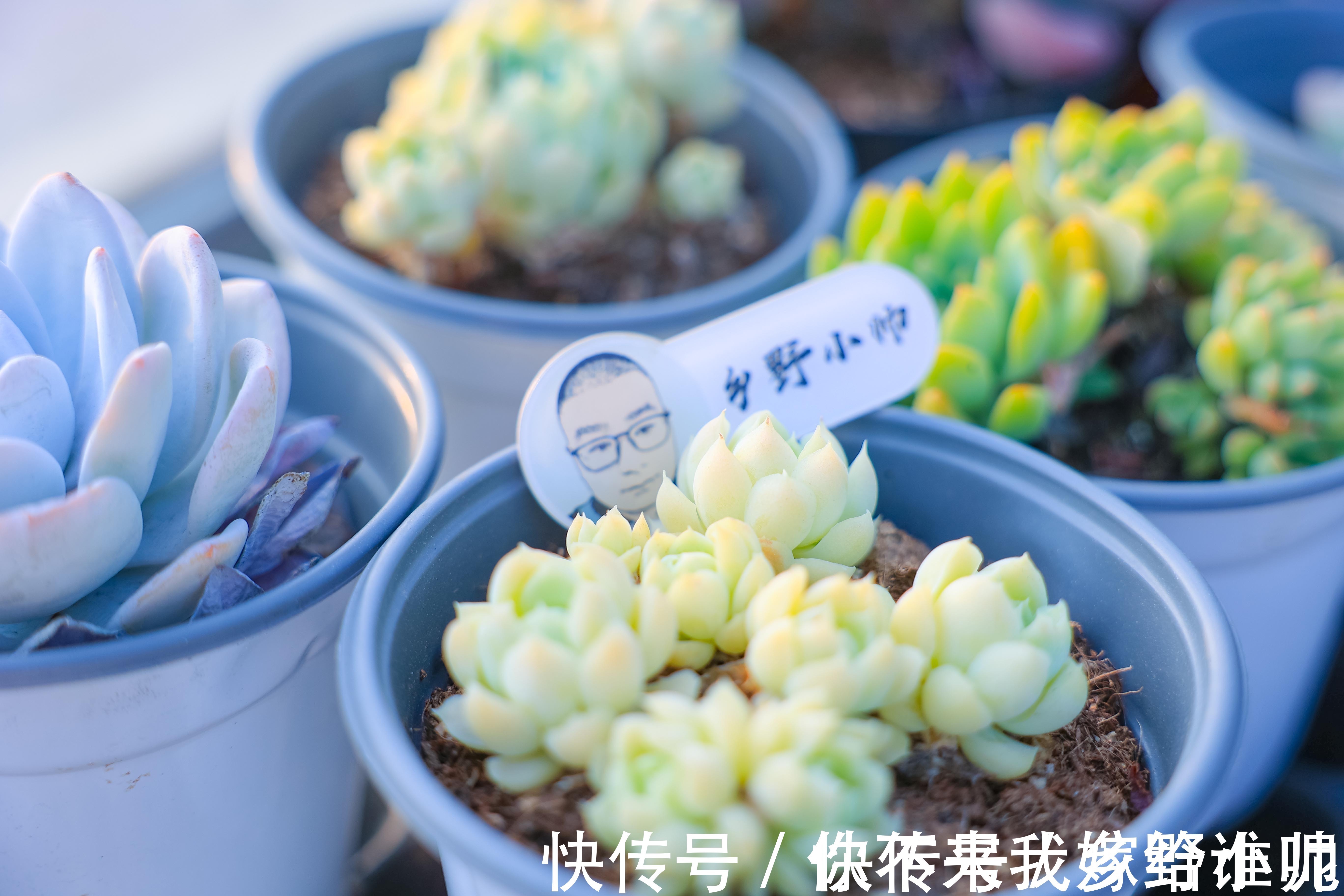 黛比、丘比特，两种长得类似双胞胎的两种多肉，这样养护更漂亮