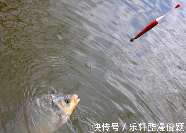 冬季钓鲫鱼,钓深还是钓浅钓远还是钓近看看我怎么说