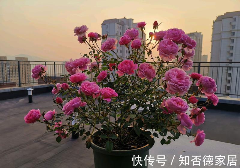 磷酸二氢钾|4种漂亮花，下个月就开花，现在别“瞎修剪”，耽误一年开花量