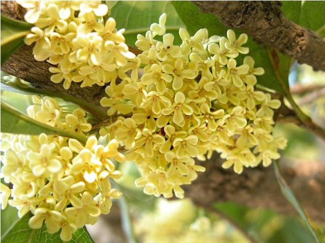 痰热|中医主任它是肺部的“天然清道夫”,每天喝2口,让肺慢慢变好