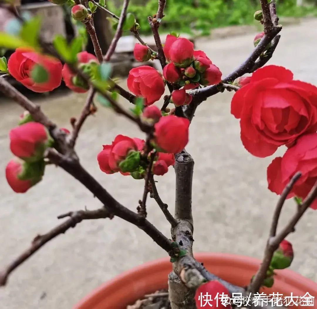 绣球|10种花不怕冷,先别搬进屋,放外面冻一冻,开花更旺