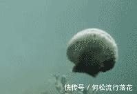 |獐子岛,一个靠段子涨停的神奇公司!