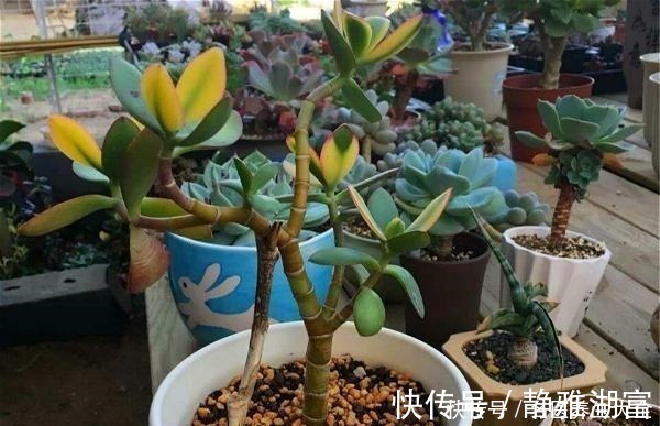 栽种|多肉中的“老寿星”,越老越值钱,养成大树可镇宅可传家!