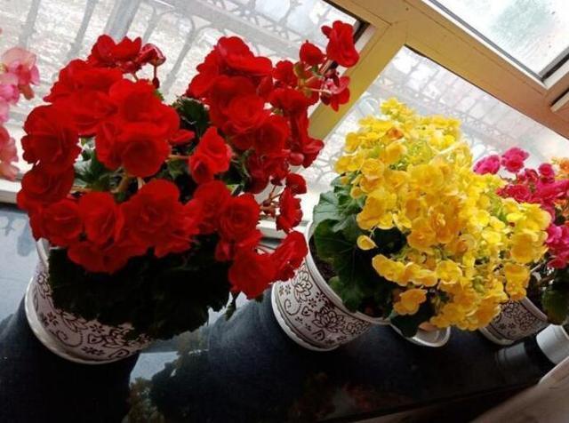 10种花适合养窗台，晒晒太阳，浇浇水，一年300多天都开花