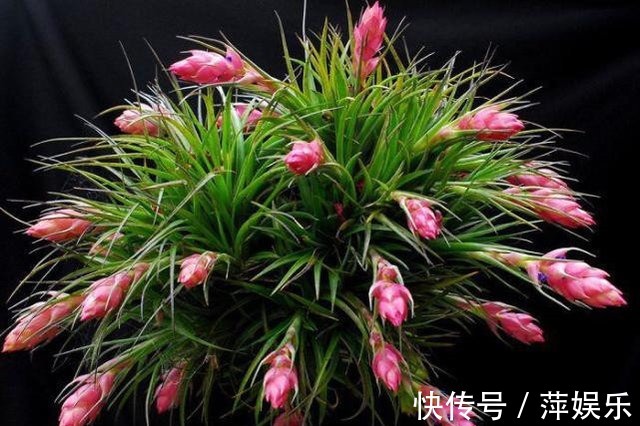 地球上唯一生长在空气中的植物，不用泥土即可绽放出花朵