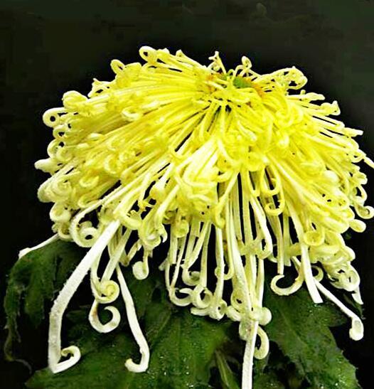 喜欢菊花,不如养盆“菊中珍品”,国色天香,香远益清