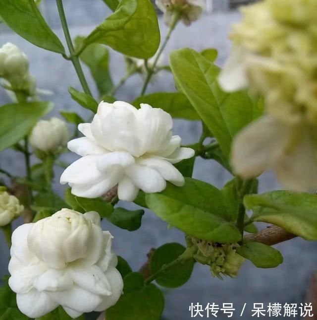 茉莉|茉莉修剪后，新枝细弱是这3点没做好，改一改，茉莉复花又爆盆