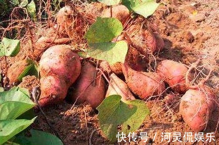 病菌|有“长寿食品”之誉的红薯,减肥瘦身,如何收获高产优质的红薯