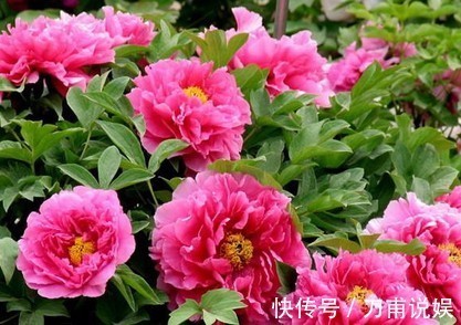 庭院爱养花卉,3种花卉不能少,养护花开满园,花园成花海,美丽