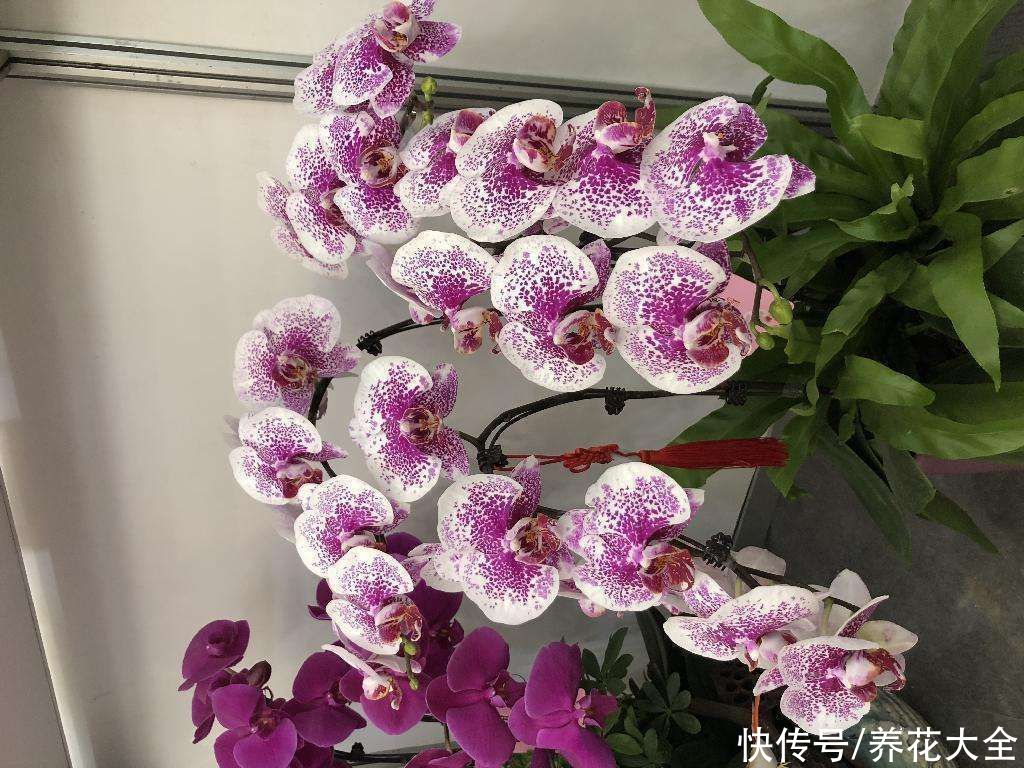 施肥|蝴蝶兰长势不旺？正确的浇水方法，你了解吗？