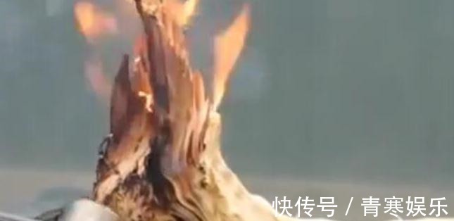 舍利|白骨森森,的舍利松树盆景图解,10图10个步骤,为大家解惑