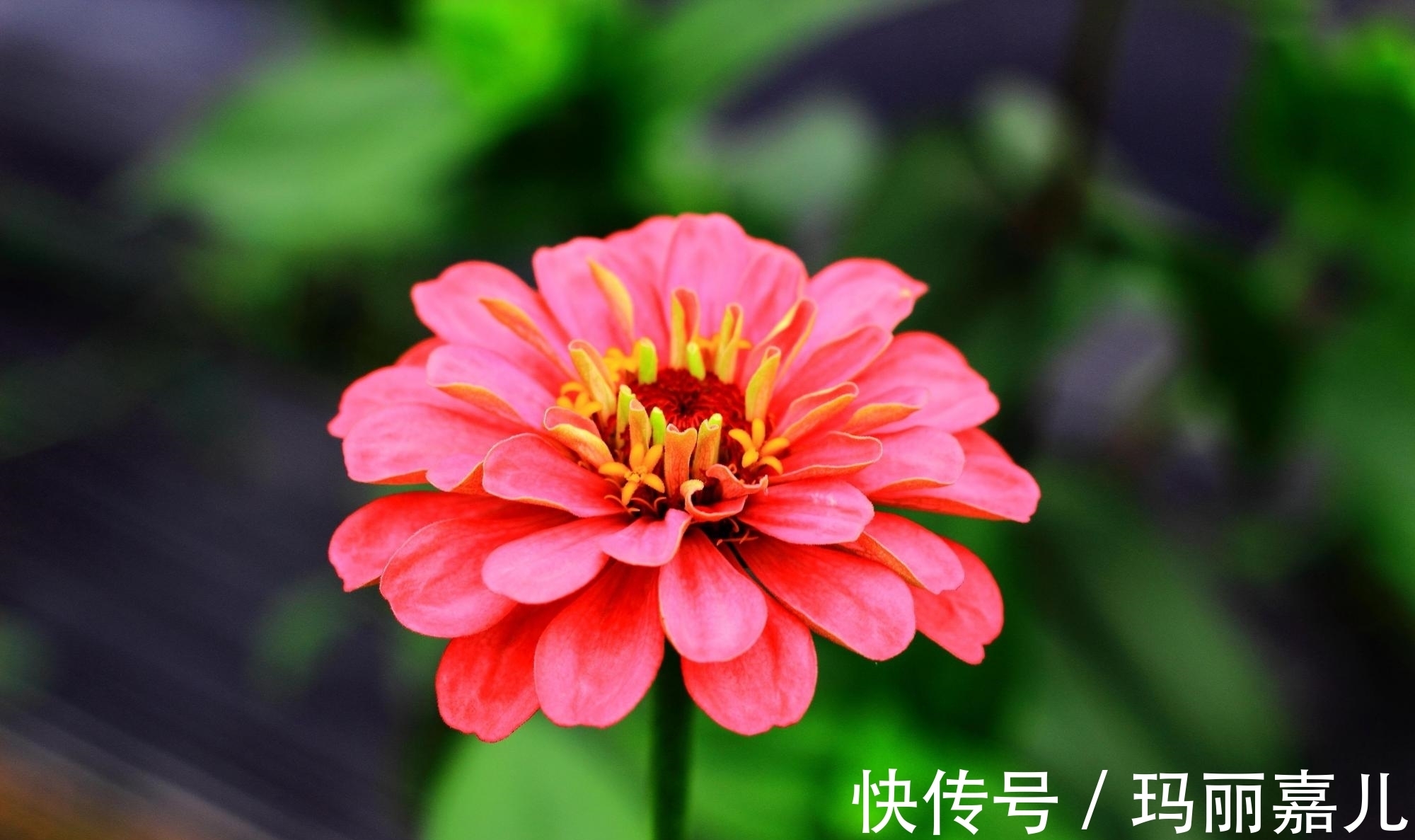 太阳花|懒人适合养什么花,推荐这3种,随便折腾