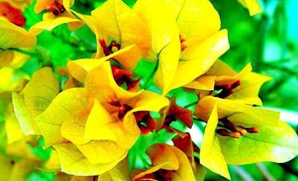 柠檬黄三角梅|喜欢三角梅，就养盆“珍稀名品”柠檬黄三角梅，花开艳丽妖娆