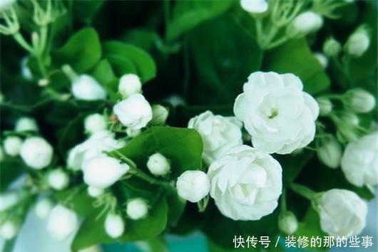 此个|栀子花总是掉花苞,茉莉花也不开花,肯定是因为此个