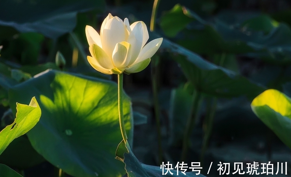 辜负|7月中旬,想得少,爱得多,3生肖洗尽铅华,唯爱最真,绝不辜负