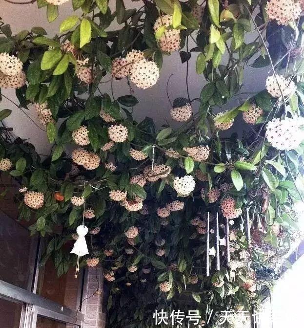 四季轮|3种“耐阴花”，适合北阳台，不见太阳也能开花，四季轮流开不断