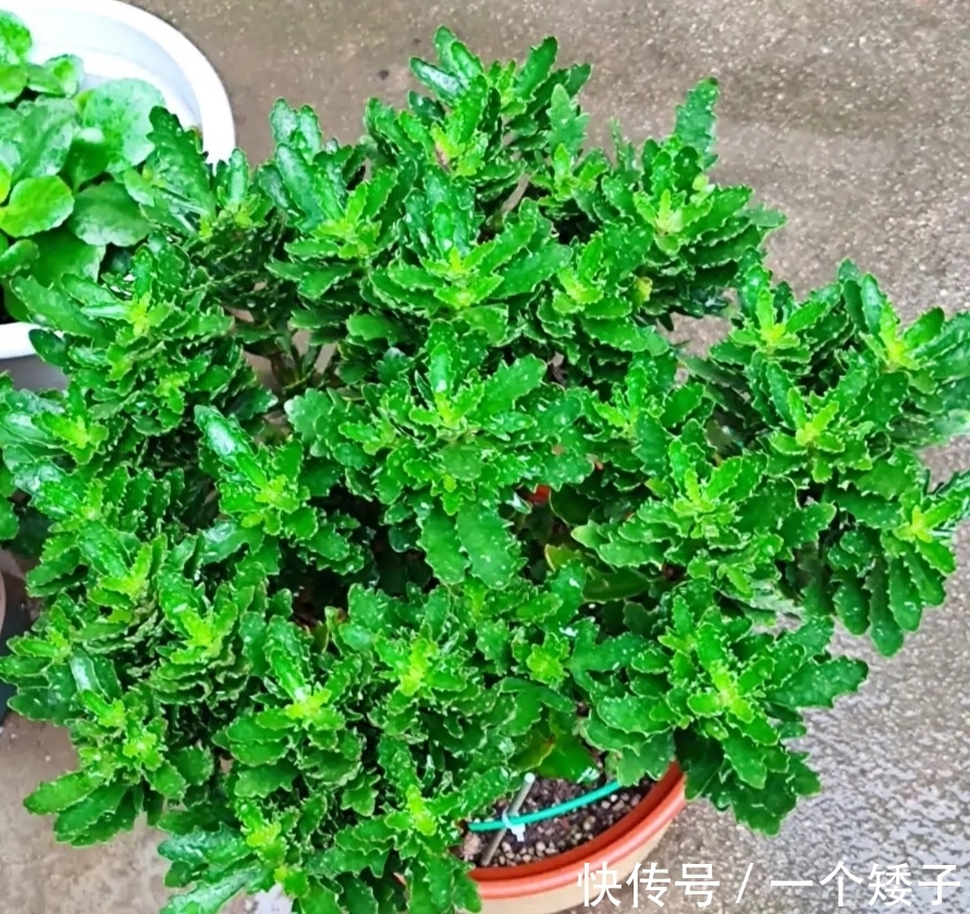 入秋后,长寿花这样养起来,避免它“装菜”不打花苞!