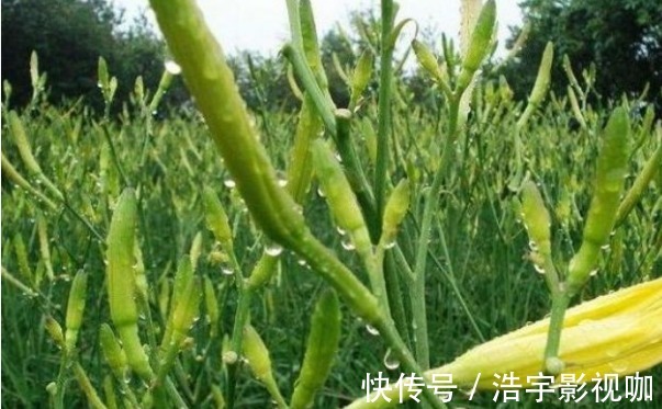 代森锰锌|黄花菜防治失眠、清热解毒，农民如何收获高产的黄花菜，只需四点
