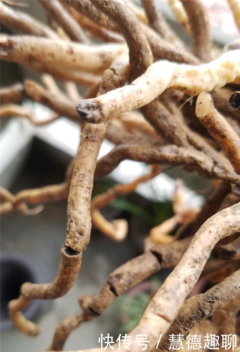 根系|兰花根上“5个螺”,近看“老卢头”,赶紧剪掉保命!