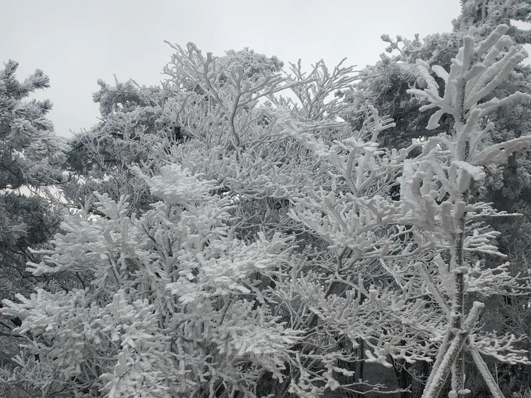 雪景|太美了！台州最新雪景！括苍山跌至-10℃，再现云海奇观（多图多视频）