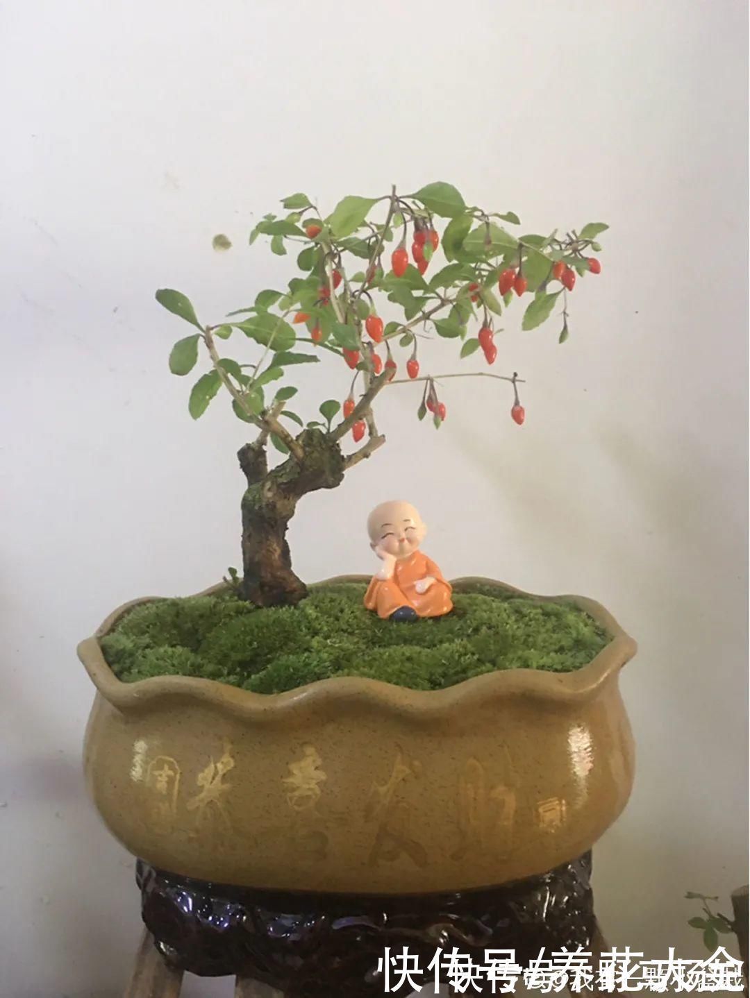 火棘|农村当柴烧的花,原来可以当盆景,给一千块也不卖