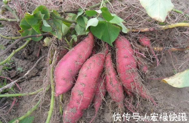 小窍门|买红薯时注意了,牢记3点小窍门,买回家的红薯个个香甜软糯