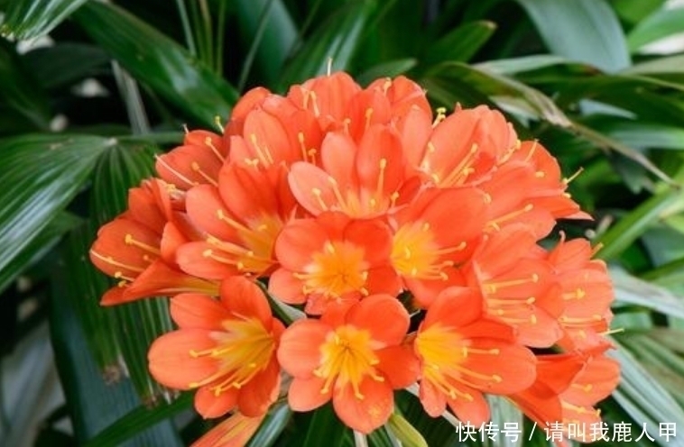 贺望兰|客厅最适合养“3种花”,旺人又聚财,寓意美好,收获幸福