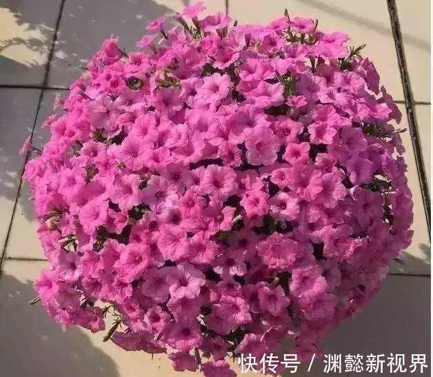 半阴通风|盆栽矮牵牛，记住3个小细节，株型大10倍，1棵开花200朵，美