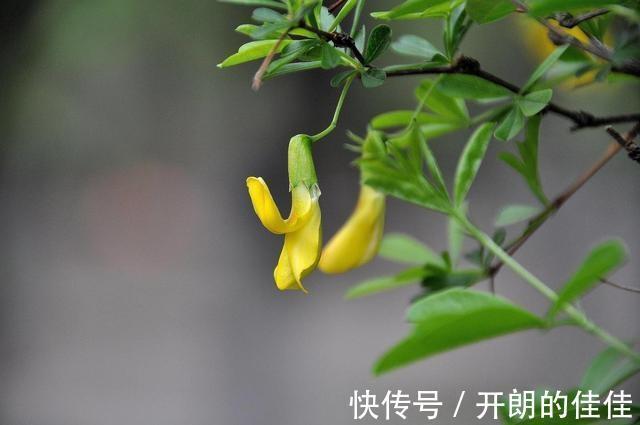 土壤|被当废柴的金雀花,埋在土里,开花如鸟雀