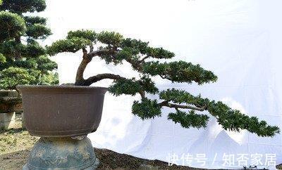 叶片|不注意这些细节，罗汉松越养越丑，养罗汉松必学的常识