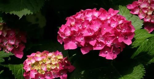 养花不在多，阳台种一棵“玫红妈妈”，花大色艳，开花满阳台