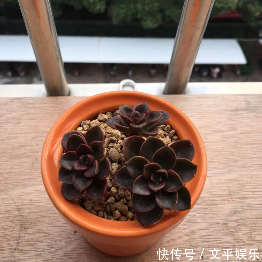 一组逆袭成功的多肉给它时间，它就会给你好看！