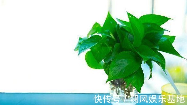 地长|养花不用肥，浇水时加点“小药片”就全搞定了，花草蹭蹭地长！