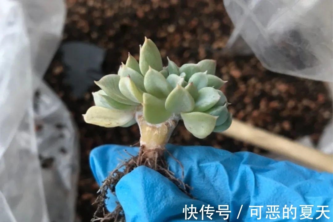 长寿开花变异了,十年都见不到一次,真稀罕