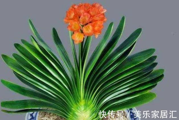 君子兰开花有何征兆，怎样养护才能早日开花