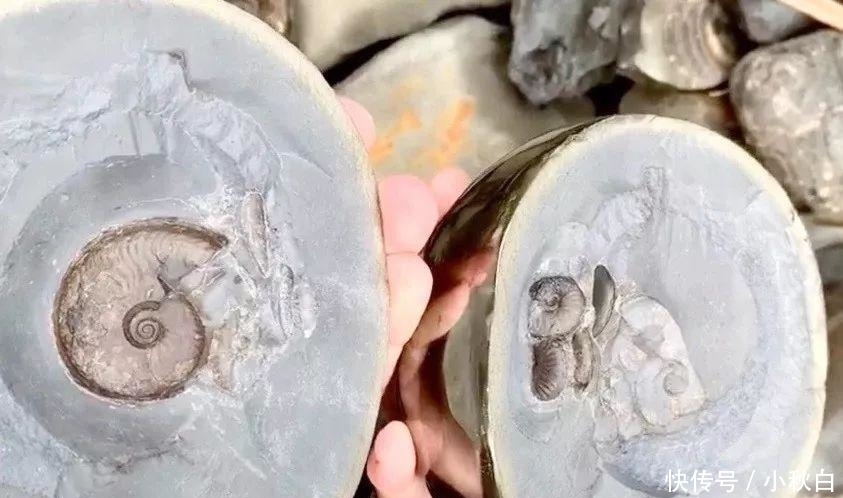 球体|业余收藏家在海滩发现一金色球体,冒险打开后,珍贵物体露了出来