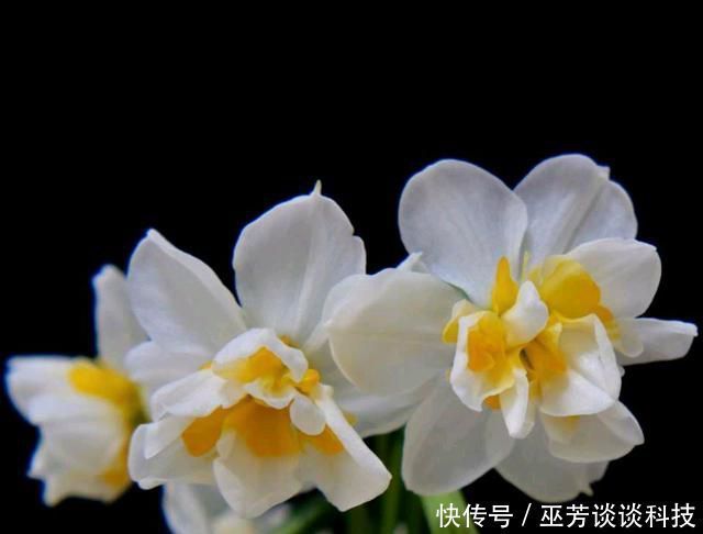 水仙花|水仙花徒长太高易倒伏怎么办喷喷矮壮素,水仙矮壮开花比碗大