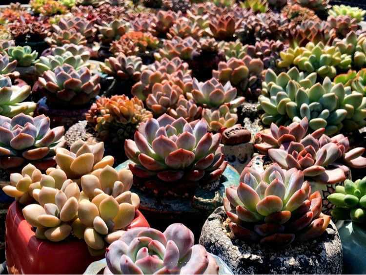 “温度”对于多肉的影响，并非看起来那么简单，一定要知晓！