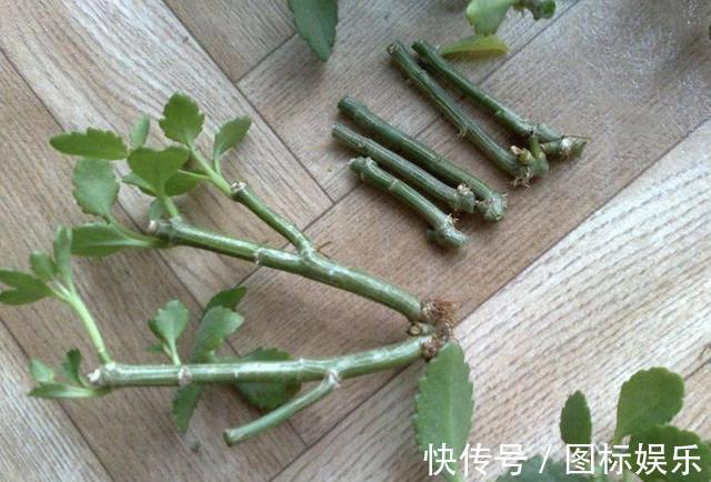 温度渐渐下降,在家扦插“4种花”,9天就生根,2个月后开花多!