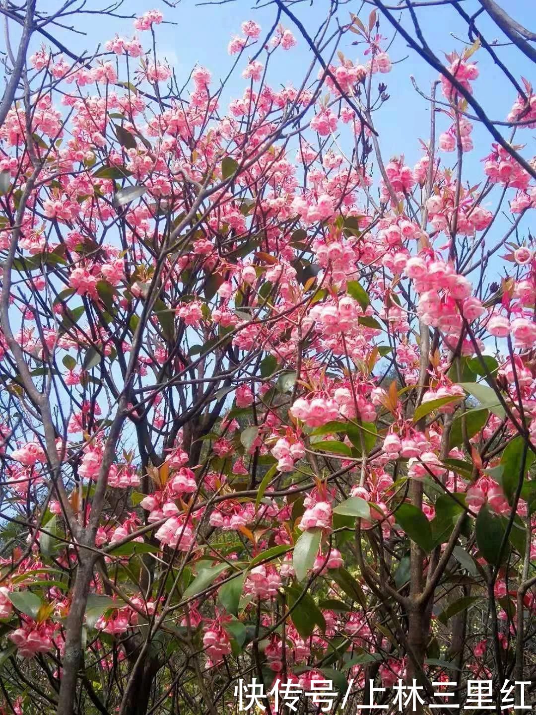 民宿在上林大明山花似锦，俱是看花人，马槽庄民宿处处是观景台